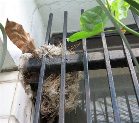廚房後面有水溝 鳥來築巢代表什麼